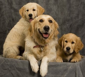 goldenretrieversf2.jpg