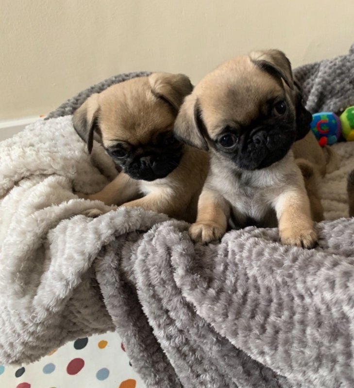 adorable-pug-puppies-5dd5195aee13d.jpg