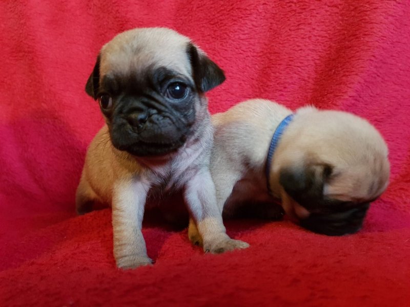 beautiful-pug-pups-5dd2c4a840ced.jpg