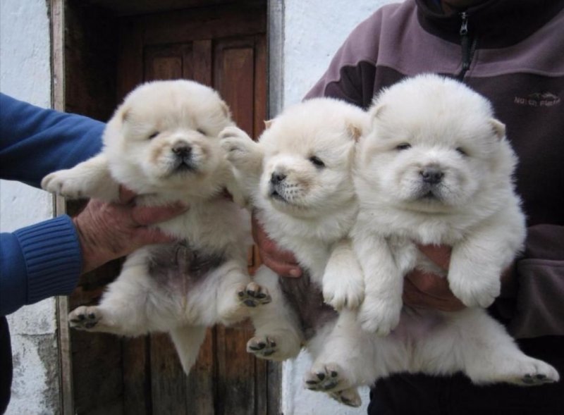 chow-chow-white-5db31b48c8c0c.jpg