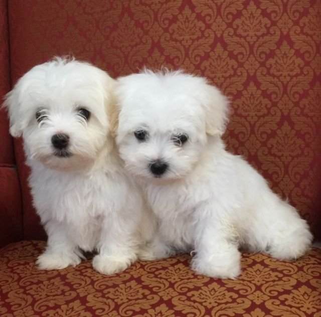 gorgeous-kc-reg-maltese-puppies-5dce74ae0f653.jpg