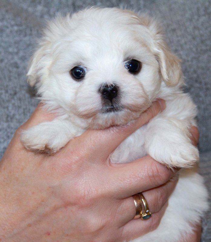 gorgeous-kc-reg-maltese-puppies-5dce74cb3ba8b.jpg