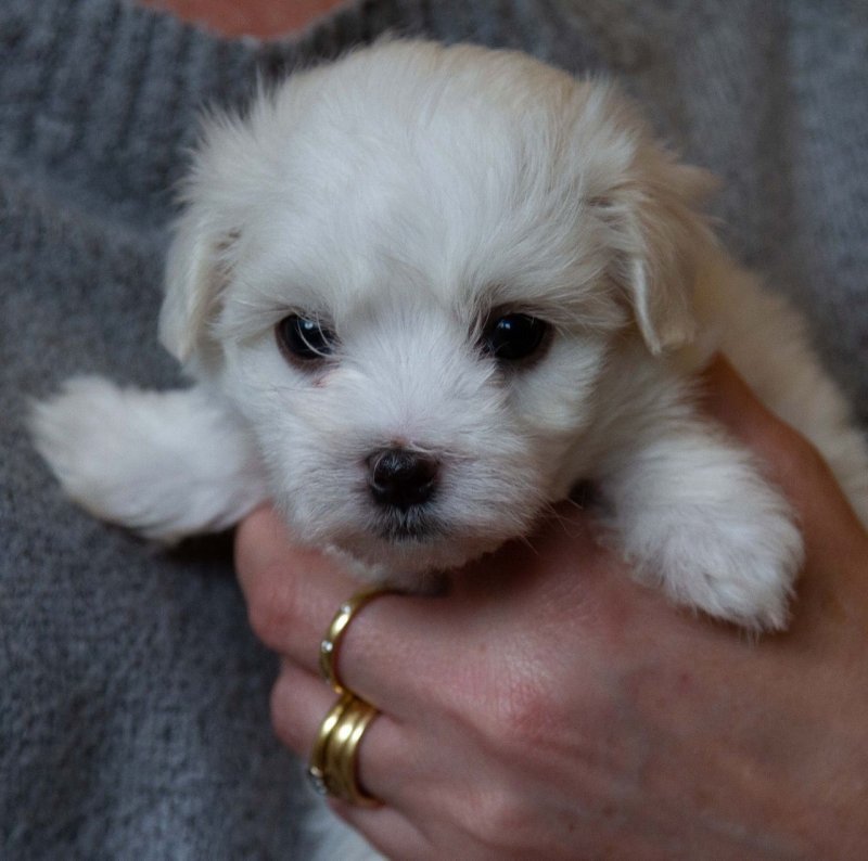 gorgeous-kc-reg-maltese-puppies-5dce74d7b4e00.jpg