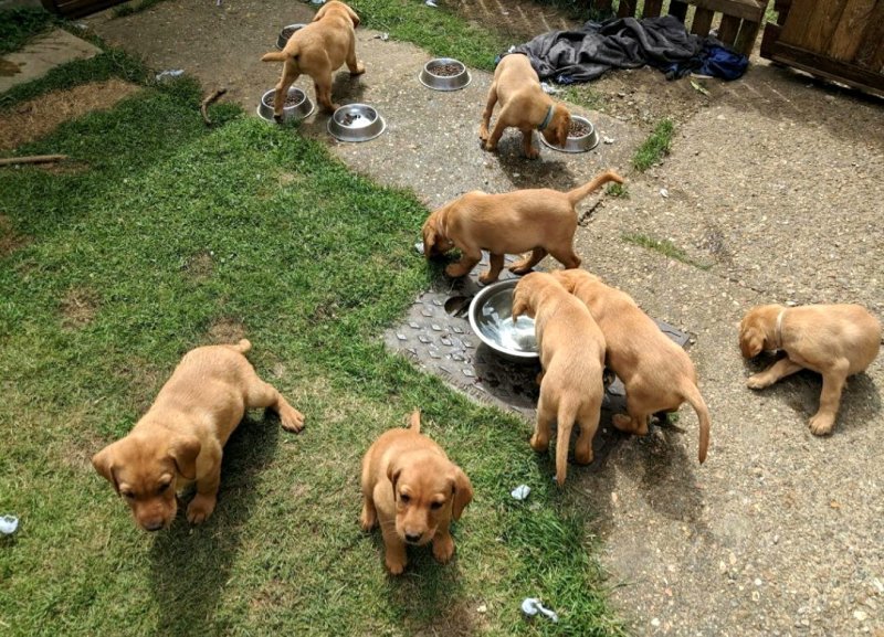 Labrador.jpeg