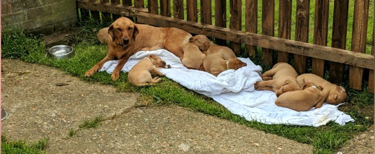 Labradors.jpeg