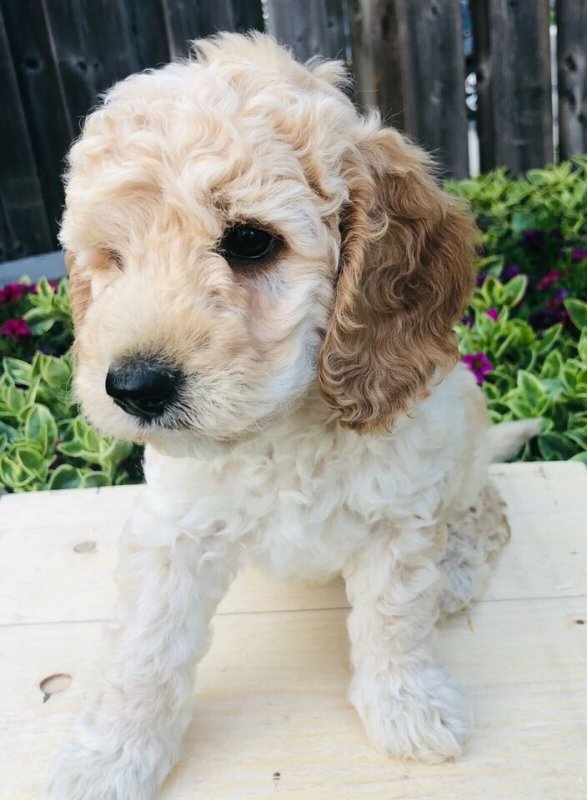 Adorable Cockapoo Puppiesst.jpg