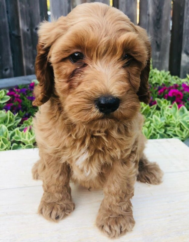 Adorable Cockapoo Puppies2.jpg Adorable Cockapoo Puppies2.jpg