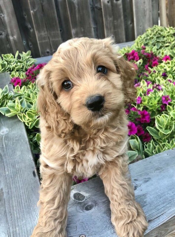 Adorable Cockapoo Puppies1.jpg