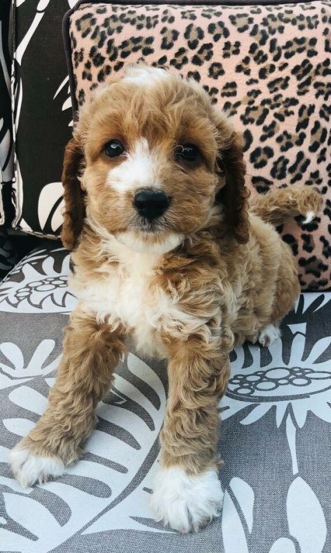 Adorable Cockapoo Puppies.jpg Adorable Cockapoo Puppies.jpg