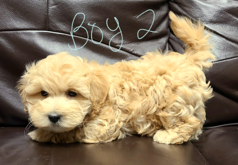 Maltese Cross Poodle1.png