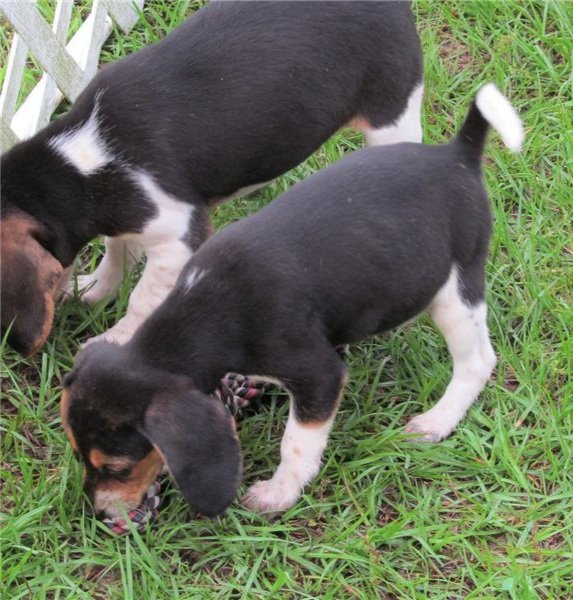 Beagle Puppies.jpg