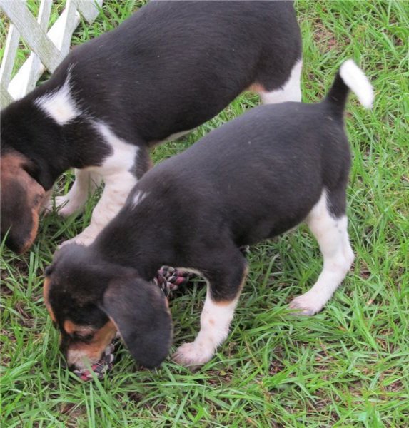 Beagle Puppies.jpg Beagle Puppies.jpg