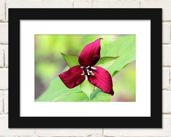trillium-etsy.jpg
