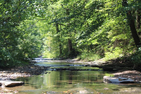 creek photo.JPG creek photo.JPG