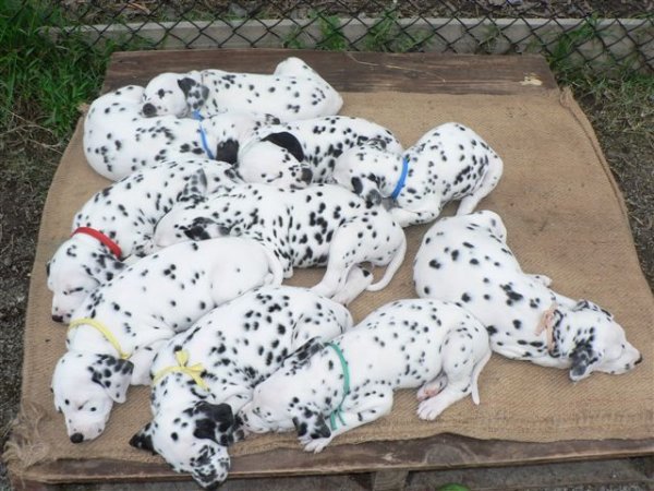 Stars-pups-6-weeks.jpg Stars-pups-6-weeks.jpg