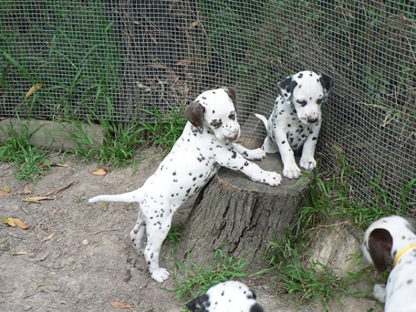 Bellas-pups-6-wks-play.jpg Bellas-pups-6-wks-play.jpg