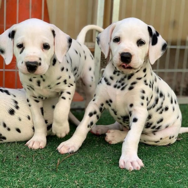 dalmatian.l.o.v.e_258914311_978232036382593_4300049771447691791_n.webp.jpg dalmatian.l.o.v.e_258914311_978232036382593_4300049771447691791_n.webp.jpg