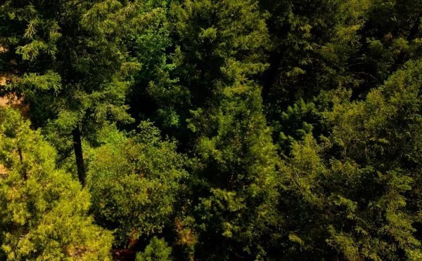 californiapines1.jpg californiapines1.jpg