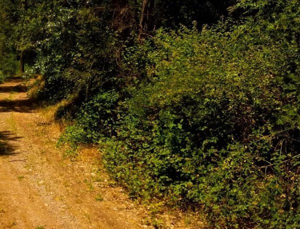 californiapines2.jpg californiapines2.jpg