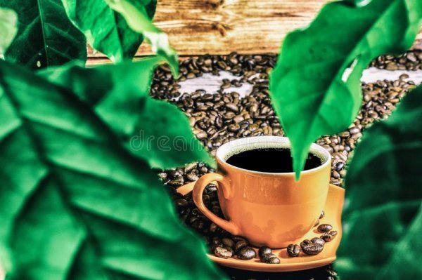 coffee-leaves-view-cup-coffee-over-green-leaves-coffee-plant-white-cup-coffee-beans-side-view-...jpg