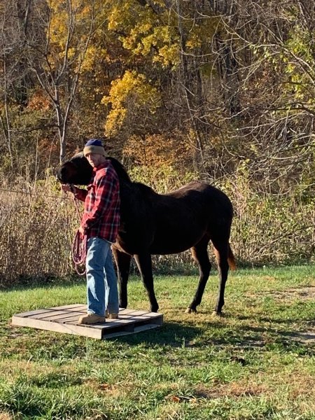 horse therapy#3.jpg horse therapy#3.jpg