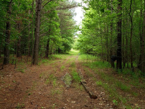 10.5 HEAVILY WOODED ACRES 1.jpg 10.5 HEAVILY WOODED ACRES 1.jpg
