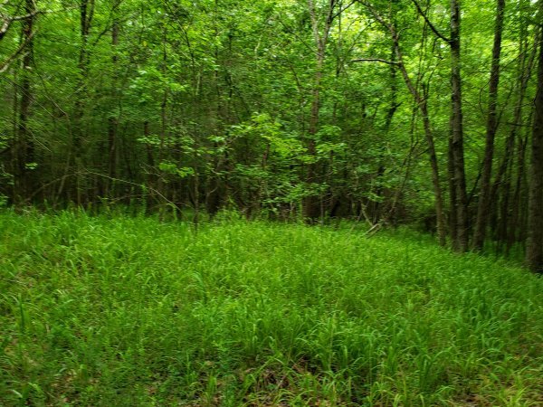 10.5 HEAVILY WOODED ACRES 2.jpg