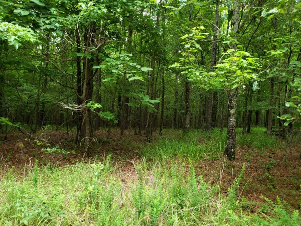 10.5 HEAVILY WOODED ACRES 3.jpg 10.5 HEAVILY WOODED ACRES 3.jpg