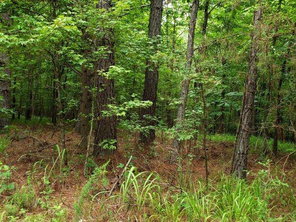 10.5 HEAVILY WOODED ACRES 4.jpg