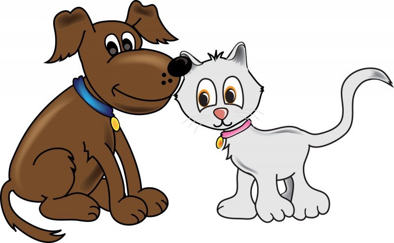 cat-dog.jpg