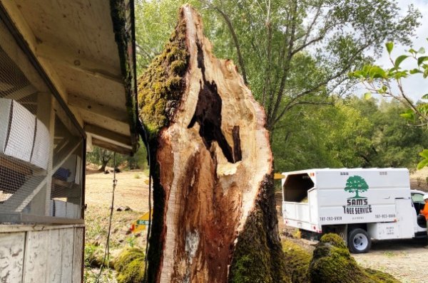 Tree Trunk - Emergency Tree Service.jpg