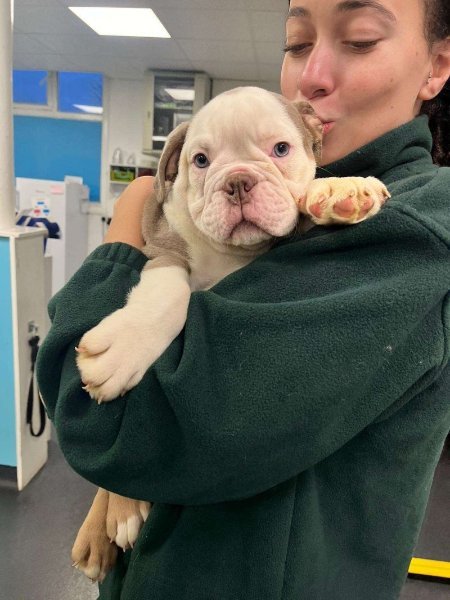 puppy.jpg puppy.jpg