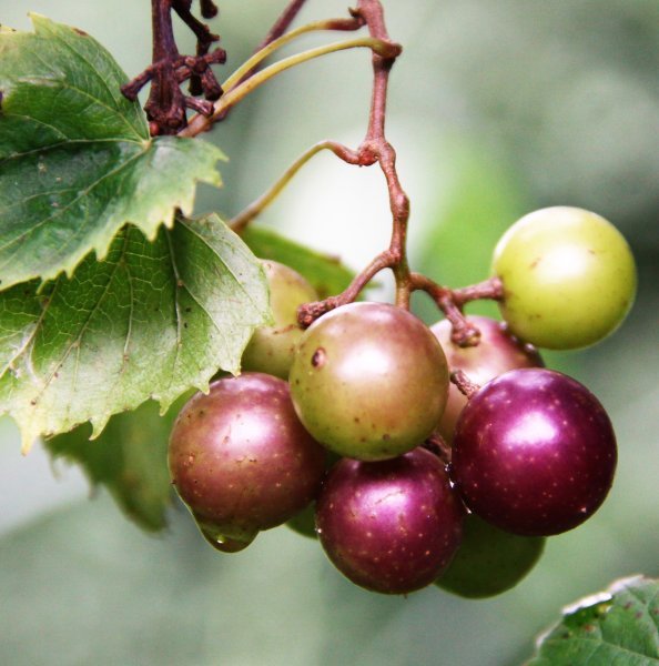 muscadine-4363387_1920.jpg