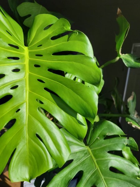 4 monstera dec 1000002221.jpg