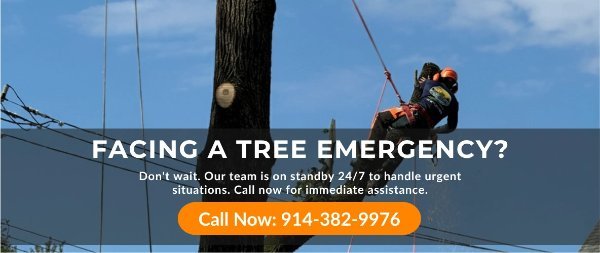 tree-service-foot-Img.jpg tree-service-foot-Img.jpg