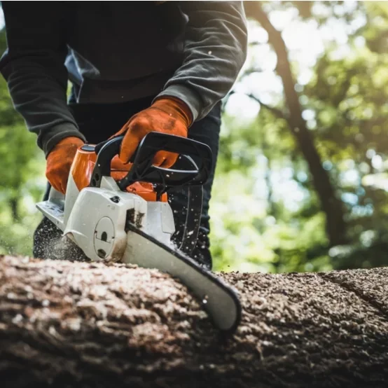 tree-2-554x554.webp tree-2-554x554.webp