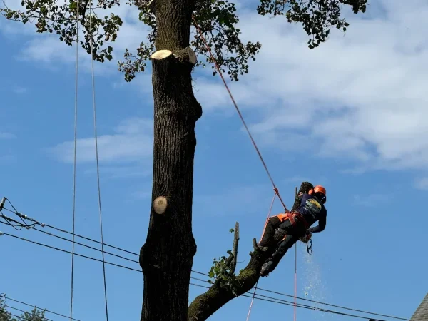 tree-1-scaled.webp tree-1-scaled.webp