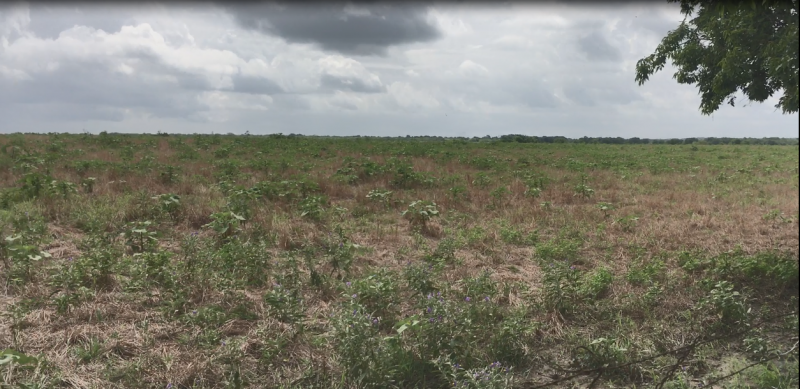 Clear_Pasture.png