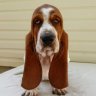 Hound Ears Bassets